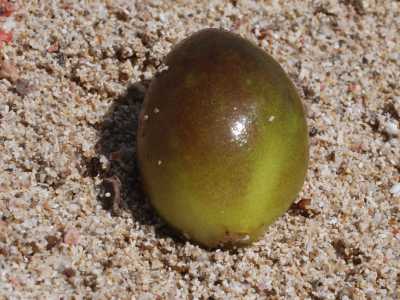 ...le fenerogame sono vere e proprie piante acquatiche caratterizzate persino dalla presenza di radici, foglie, fiori e e frutti. La posidonia oceanica ad esempio produce le cosiddette �olive di mare� (foto di Tigerente)
